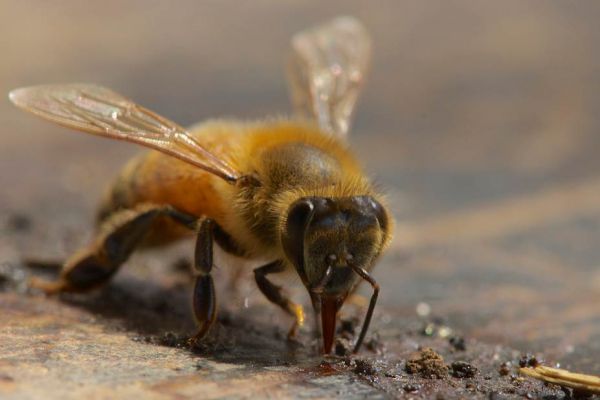 The Honey Bee | All About Ontario Honey